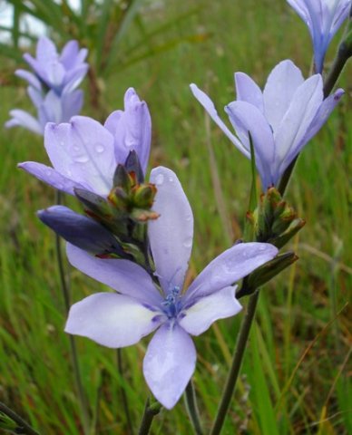 Babiana bainesii